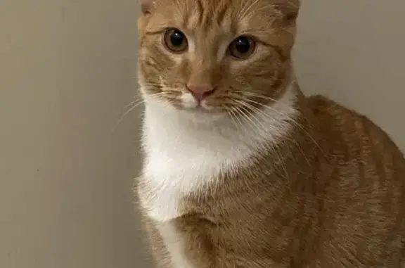 Lost: Chester the Friendly Orange Tabby Cat
