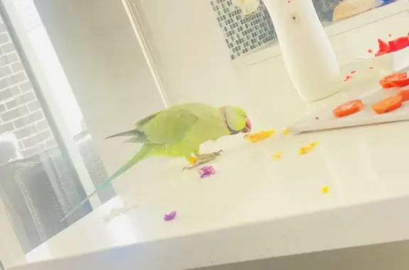 Lost Male Indian Ring Neck Parrot: Yellow Tag on Leg | Cymbeline Street, City of Campbelltown