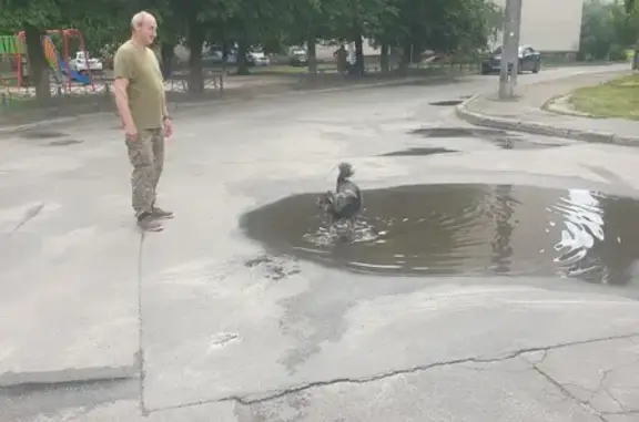 Пропав собака Бадді! Взятий з притулку. Вік - 2 роки і 4 місяці. Стерелізований. Звуть Бадді!!! Адреса: вул. Івана Дзюби, 6, Київ