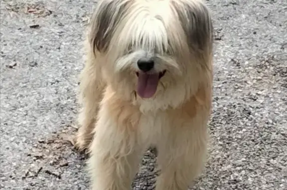 Chien perdu , photo : Chien fauve clair disparu, berger des Pyrénées, Saint-Julien de Piganiol