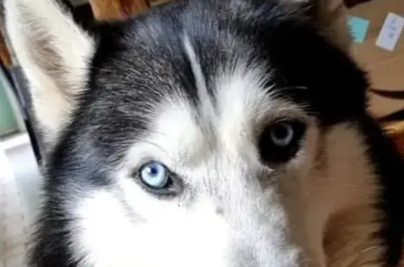 Chien perdu Nointot, photo : Husky mâle noir/blanc yeux bleus disparu Rue Neuve, Nointot