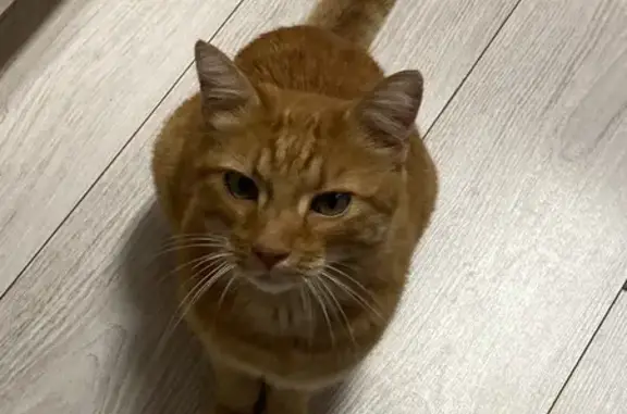 Chat roux trouvé, affamé et assoiffé, cherche son foyer. Rue Général Ganeval, Strasbourg. - photo