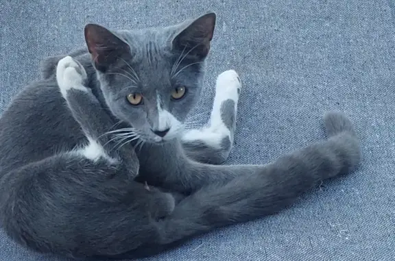 Help Bring Home Our Distinctive Grey & White Cat
