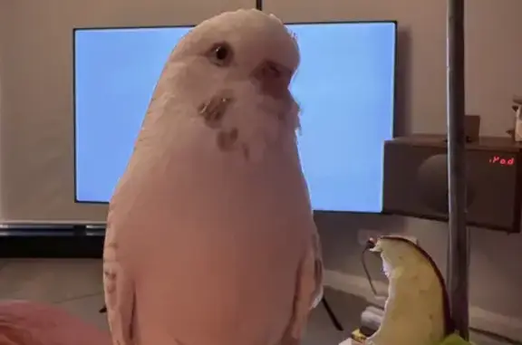 Lost White Female Budgie in Wentworth Area