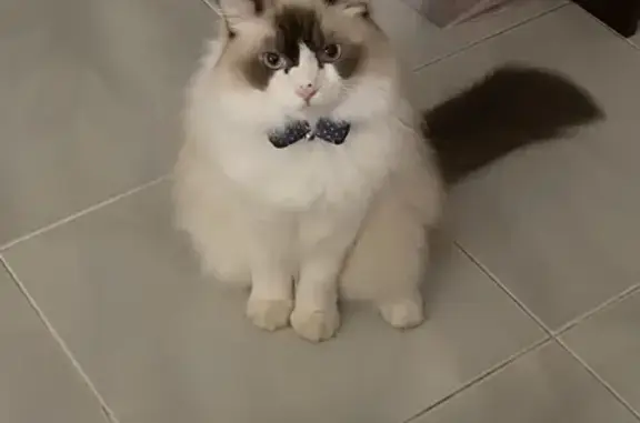 Lost Cat: Blue & White Dot Bow Collar, Kim Tian Rd, Singapore