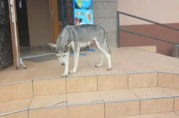 Знайдено собаку, шукаємо люблячу сім'ю! 🐶