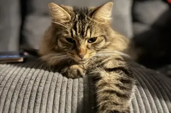 Missing Tabby Cat: Milo, Last Seen in Sheffield
