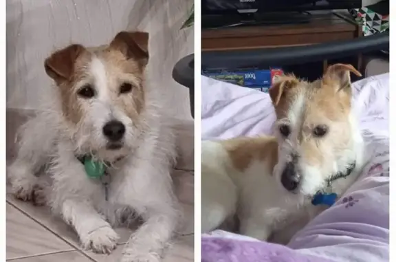 Animaux perdus Veyre-Monton, photo: Chien Fox terrier croisé Jack russel perdu, Rue Roscot, Monton