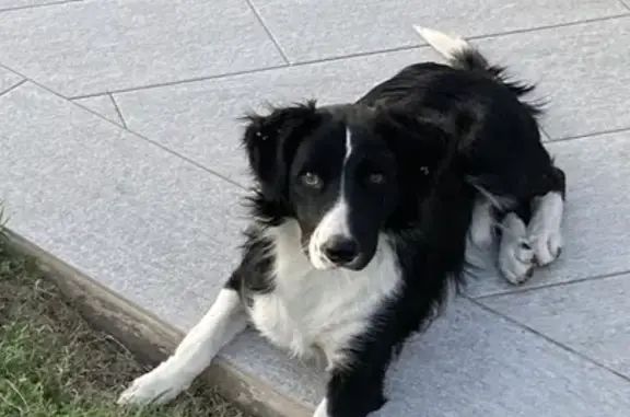 Chien perdu Saint-Désirat, photo : Border collie mâle perdu à Davezieux, Ardèche Nord