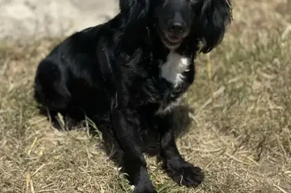 Lost: Black & White Female Dog, Escaped from Farm
