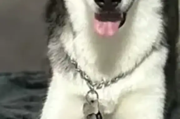 Chien perdu La Teste-de-Buch, photo : Chien Husky perdu - Youki - rue de la procession, La Teste