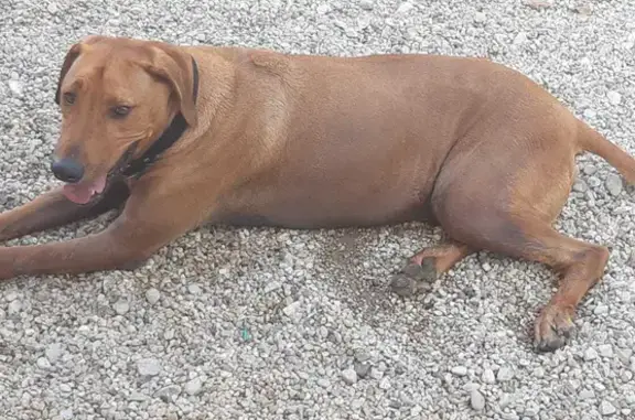 Animaux perdus Bohas-Meyriat-Rignat, photo: Chien disparu : Rhodésien ridgeback 7 ans - MAKO