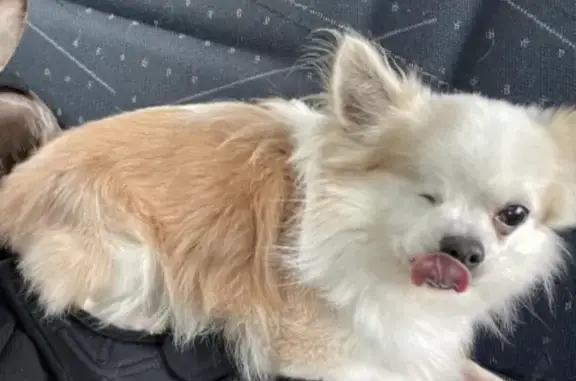 Animaux perdus Saint-Léger-du-Bourg-Denis, photo: Chien chihuahua mâle volé avec voiture polo grise - Rue des Prairies