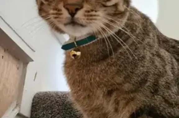 Lost Male Tabby Cat - Microchipped & Wearing Teal Collar