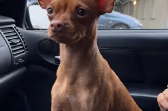 Animaux trouvés Sevran, photo: Chien trouvé - Jeune adulte sans puce