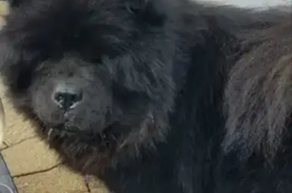 Chien perdu , photo : Chien noir Naïko disparu à Inzinzac-Lochrist