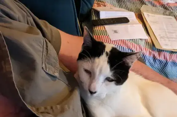 Animaux perdus Bagneux, photo: Chatte blanche et noire perdue, 7 ans, craintive. Bagneux, 32 rue Salvador Allende.