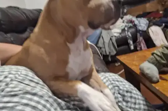Lost American Staffy: Light Brown Dog on Juers St.