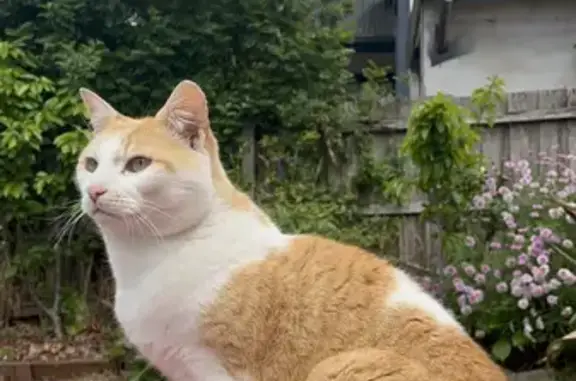 Lost Ginger & White Cat - Help Find Him! Whitehorse Road