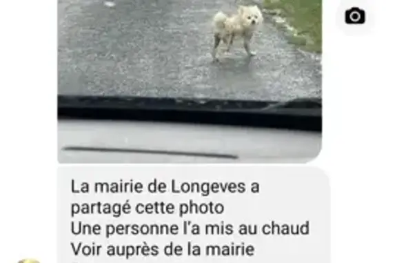 Animaux perdus Montroy, photo: Chien disparu Bounty, spitz craintif.