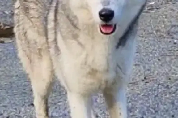 Animaux perdus Pessac, photo: Chien disparu Magic, husky Sibérie, sociable, vu à Toctoucau, recherche depuis 22/10. Avis mairie, police, vétérinaire, spa. Aidez-nous !