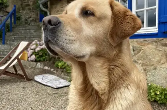 Chien perdu Savigny-lès-Beaune, photo : Chien Labrador x golden retriver disparu