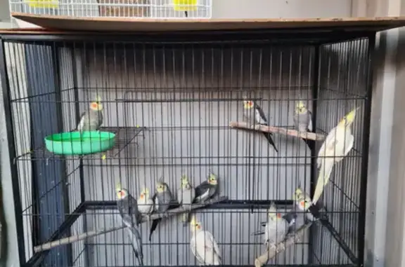 Stolen: 22 Cockatiels - Lorne Avenue, Penrith