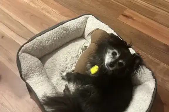 Lost Black Pomeranian/Chihuahua: Small, Long-haired Male Dog | Dunstan Ave, Burnside