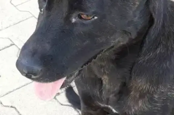 Animaux perdus Lunel, photo: Chien noir bringé disparu Avenue d'Aigues Mortes