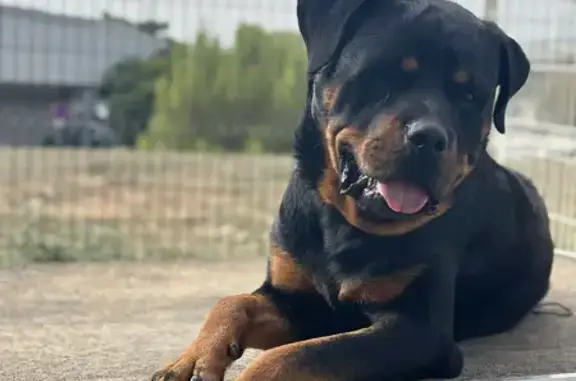 Animaux perdus Saint-Jean-de-Védas, photo: Chien rottweiller disparus - St Jean de Vedas
