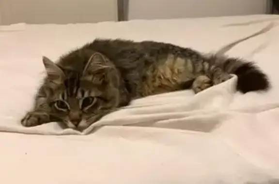 Chaton abandonné sur route dangereuse - photo