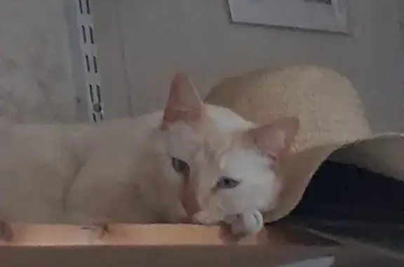 Animaux perdus Valence, photo: Chat adulte blanc, roux, yeux bleus, disparu à Valence