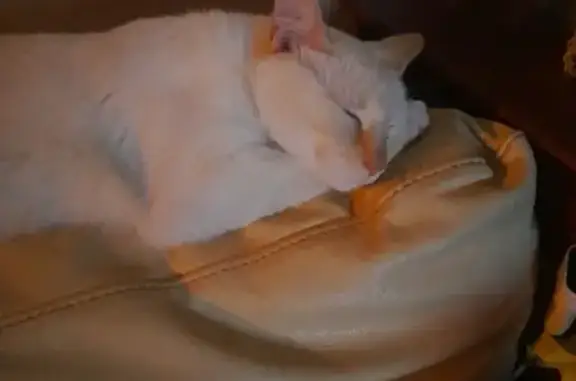 Animaux perdus Valence, photo: Chat adulte blanc roux, yeux bleus, disparu à Valence