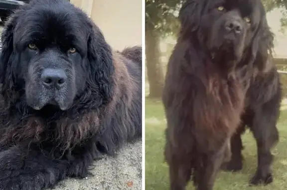 Animaux perdus Béganne, photo: Chien Terre-Neuve perdu à Béganne 🐾