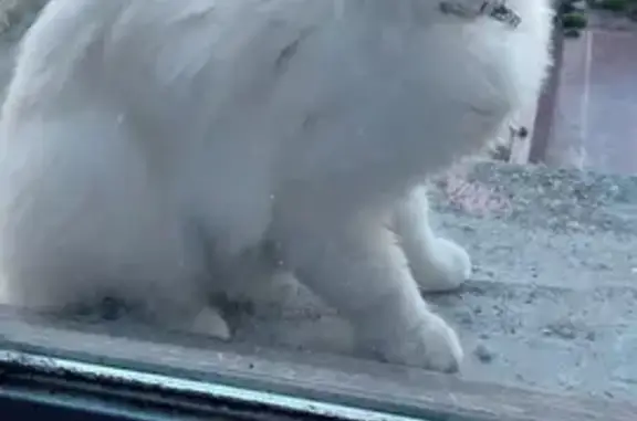 Chat perdu avec collier gris et pendentif clé-cœur. Route Nationale 62, Marquion. - photo