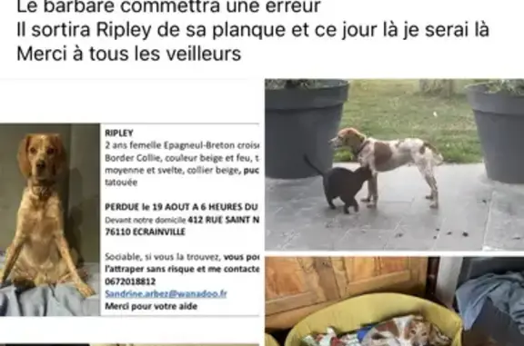 Chien perdu Écrainville, photo : Chien Épagneule croisée border collie perdue 413 rue St Nicolas, Écrainville