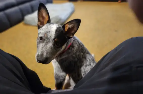 Lost Blue Heeler: 7mo Male, Went Missing on Victory Ave