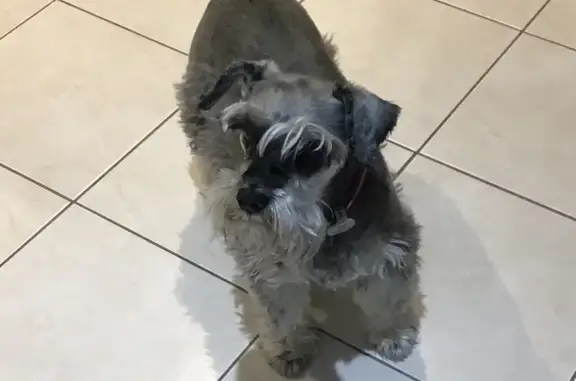 Lost Grey Chevy Dog: 10-Year-Old Missing on Horseshoe Drive, Adelaide