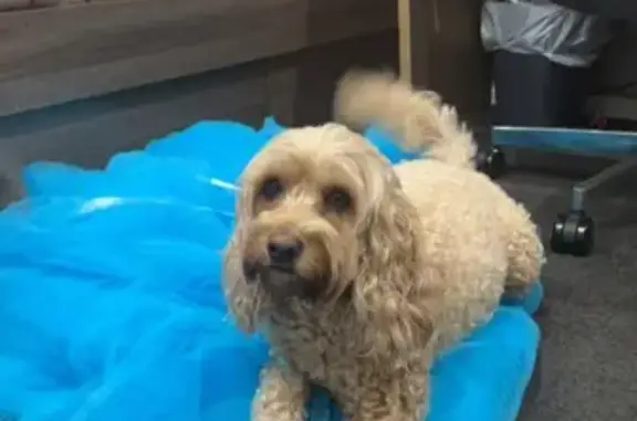 Lost Female Cavoodle: Daisy, Adelaide SA