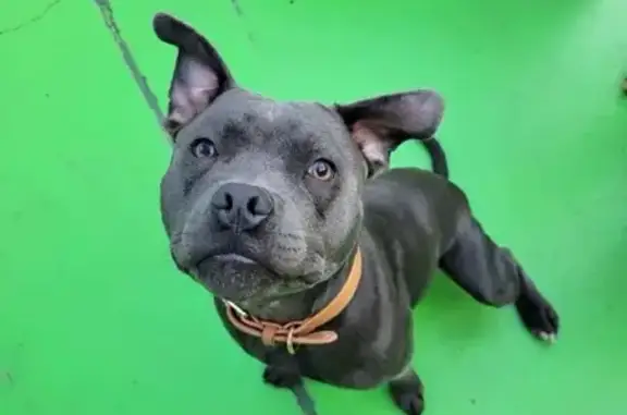 Lost Blue Staffy Puppy: Muscular & Energetic!