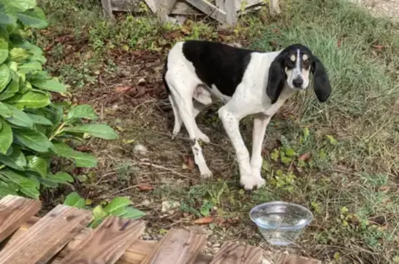 Chien de chasse perdu, besoin d'aide - photo