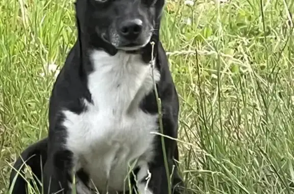 Animaux perdus Lempzours, photo: Chien mâle chihuahua noir/blanc, 3 ans, disparu à Lempzours