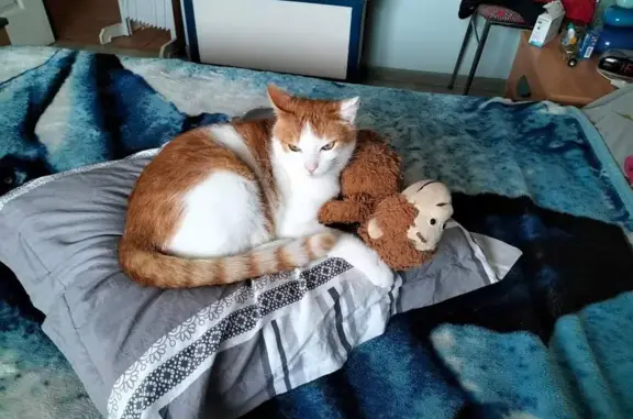 Animaux perdus Vauville, photo: Chat roux et blanc perdu à Vauville 50, aidez-nous à le retrouver!