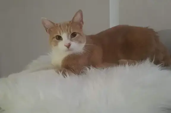 Animaux perdus , photo: Chat roux crème et blanc disparu