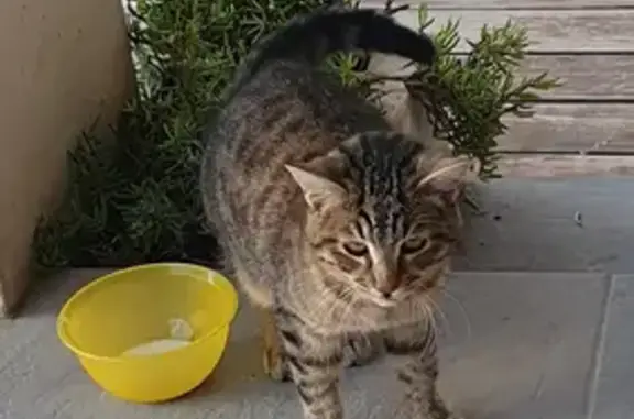 Chat trouvé, jeune mâle sociable, Beauvoisin - photo