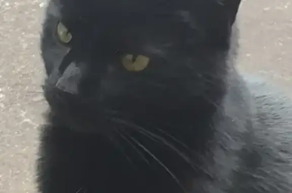 Lost: Black DSH Cat Shadow on Bowen Ave