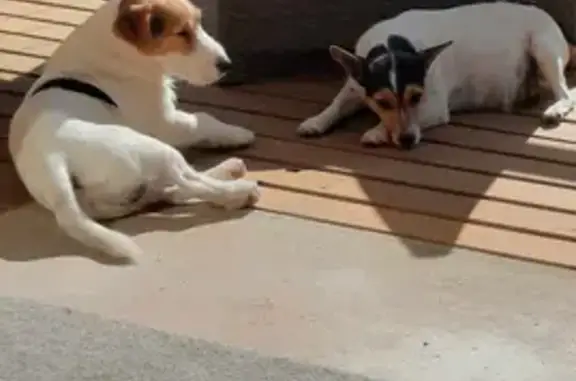 Lost Dog: White/Tan with Black Stripe, Dial Road, Central Coast