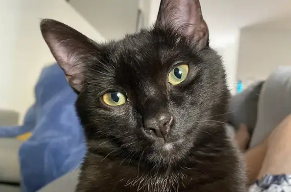 Lost: Pablo, Black Male Cat with Yellow Eyes
