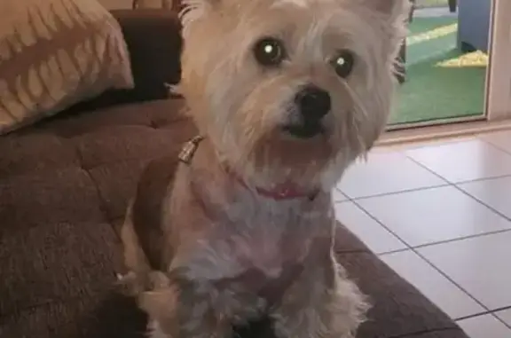 Animaux perdus Avrillé, photo: Chien York gris, 14 ans, Place des Halles, Avrillé