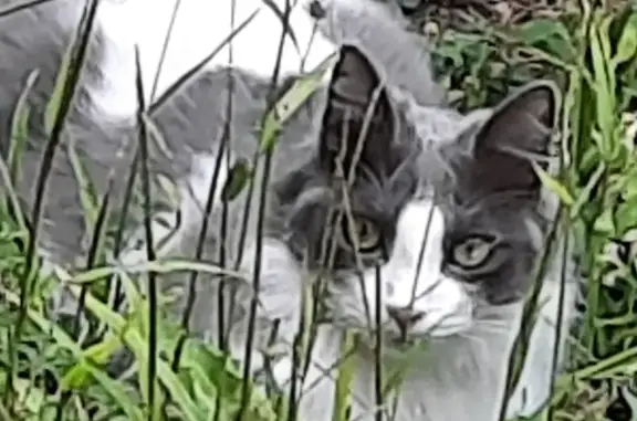 Animaux perdus Guîtres, photo: Chat gris et blanc perdu, stérilisé, identifié, craintif. Chouchou, Rue Notre-Dame, Guîtres.